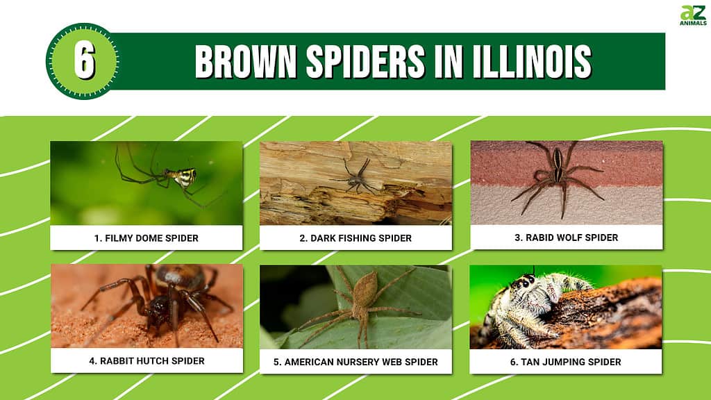 Infographic of 6 brown spiders in Illinois