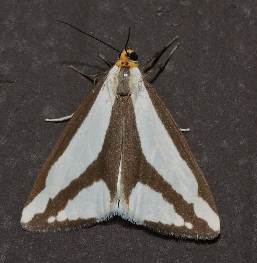 Haploa lecontei – Leconte's Haploa Moth