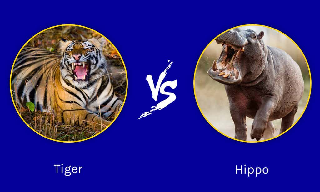 Tiger vs. Hippo