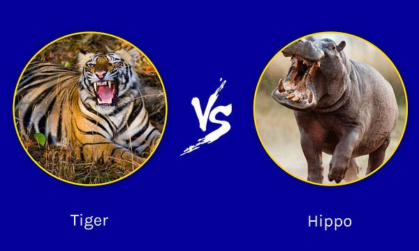 Tiger vs. Hippo: Which Powerful Animal Would Win a Fight? - A-Z Animals