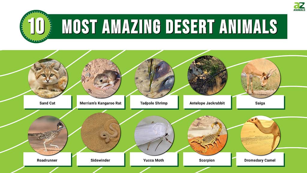 Infographic of the 10 Most Amazing Desert Animals