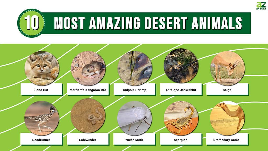 desert animals with names and pictures