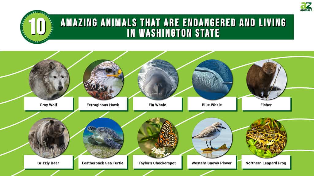 10 Amazing Animals That Are Endangered And Living In Washington State ...