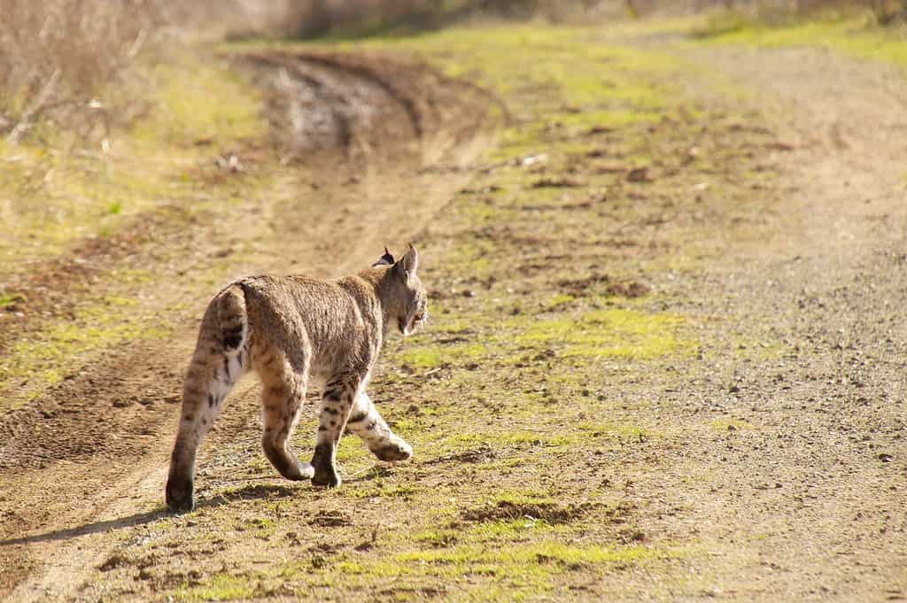Bobcat walking along a rural dirt road, facing away from the camera