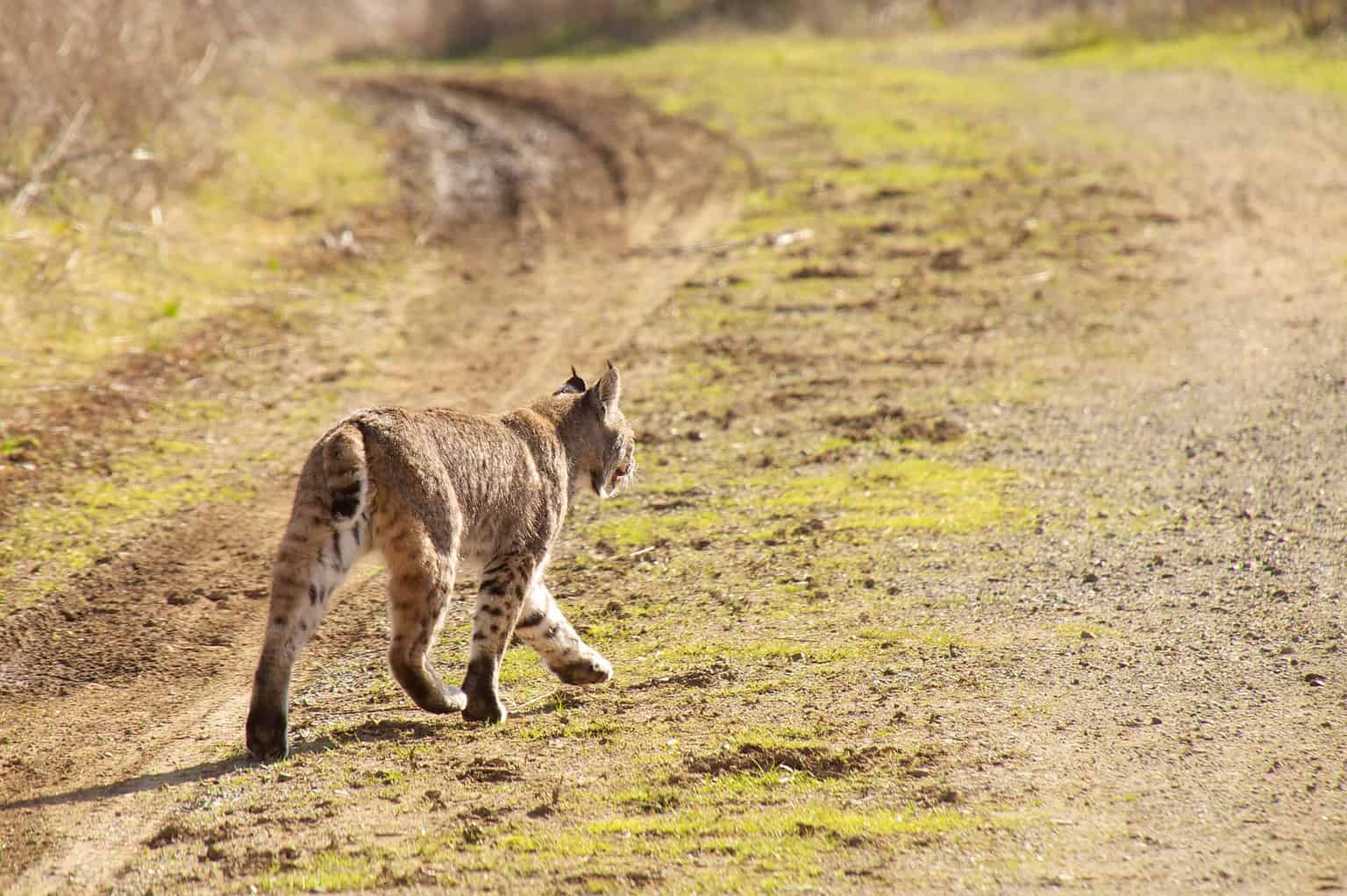 Watch This Bobcat Emerge From Its Bunker and Expertly Hunt a Flock of