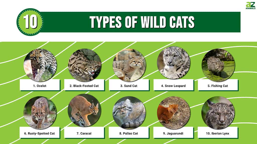 10 Types Of Wild Cats - A-Z Animals