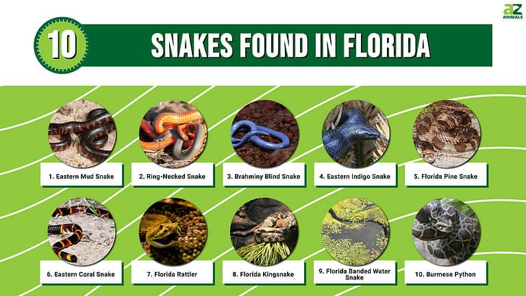 10 Snakes In Florida - A-Z Animals