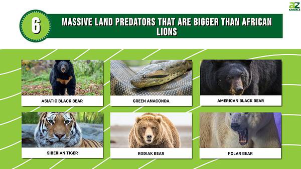 6 Massive Land Predators That Are Bigger Than African Lions - A-Z Animals