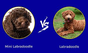 Mini Labradoodle vs. Labradoodle Picture