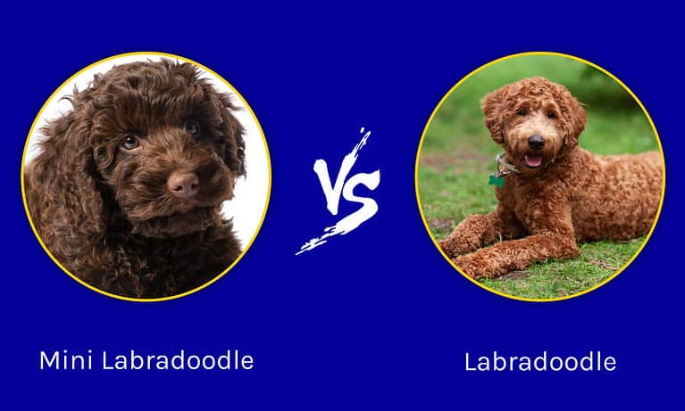 Mini Labradoodle vs. Labradoodle