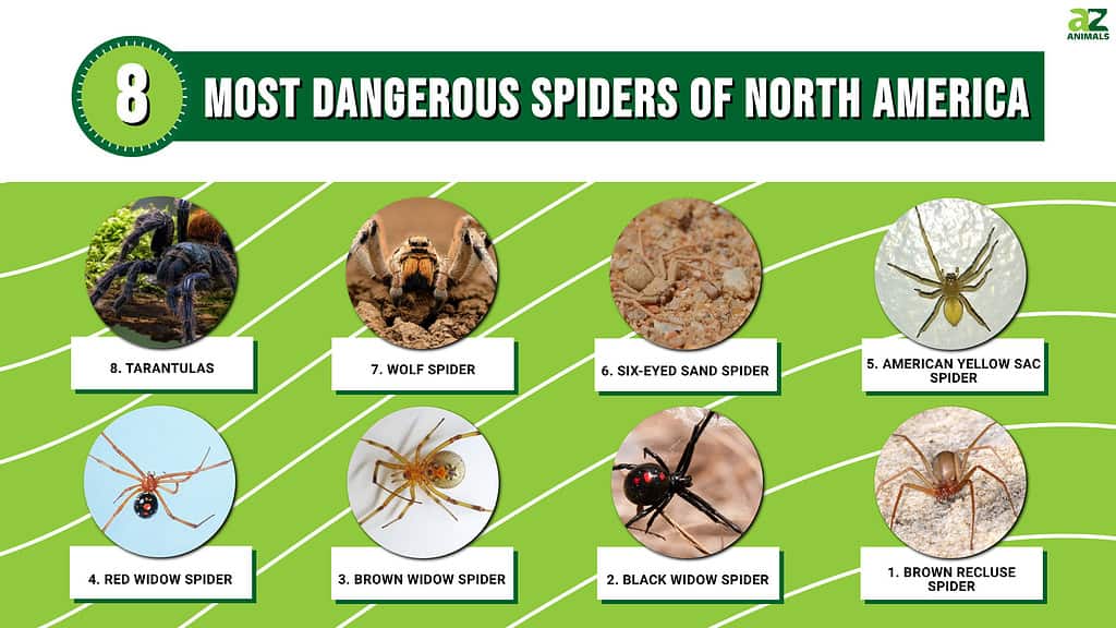 Infographic showing the eight most dangerous spiders in North America.