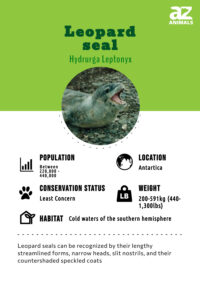 Leopard Seal Animal Facts - Hydrurga Leptonyx - A-Z Animals