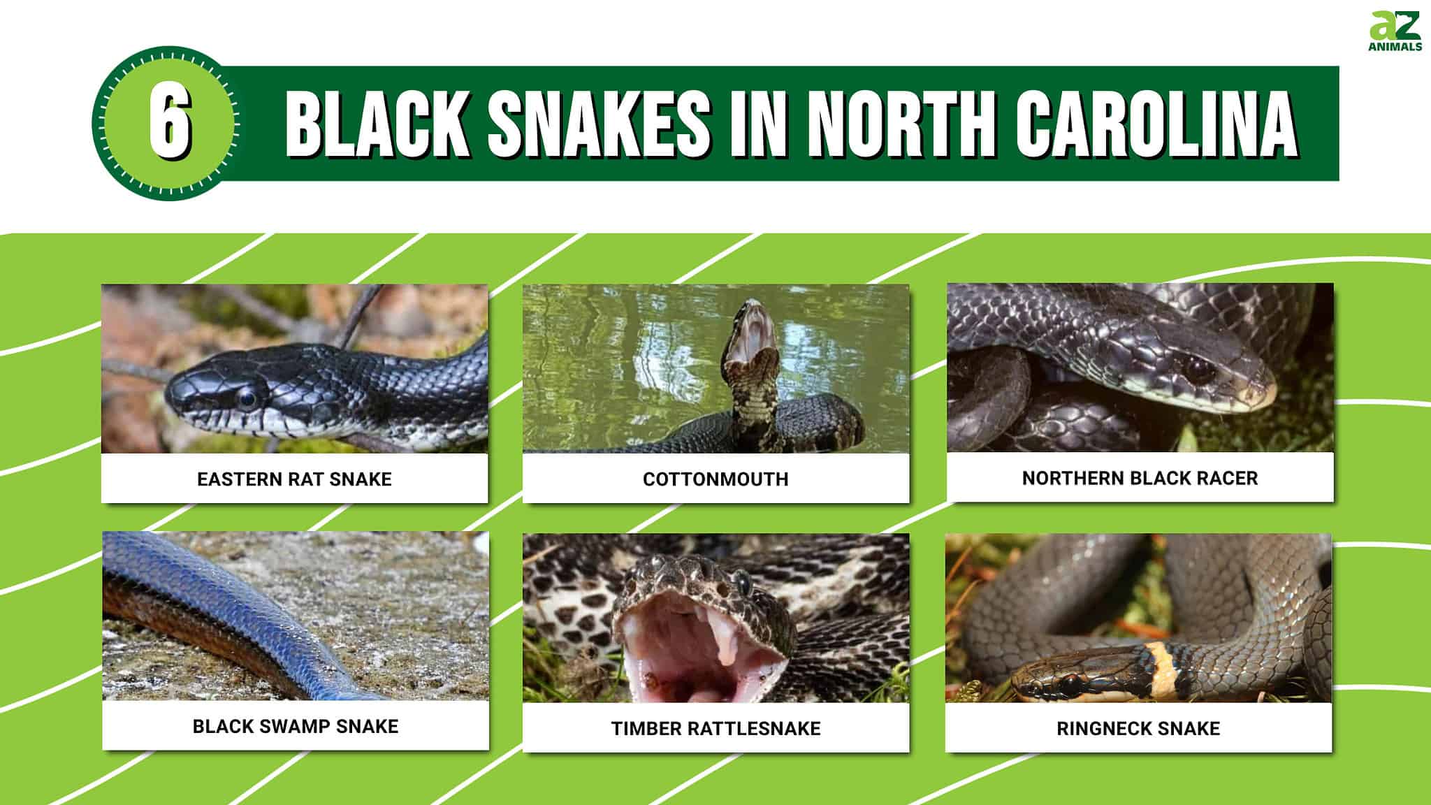 Know The Facts: 6 Black Snakes In North Carolina - A-Z Animals