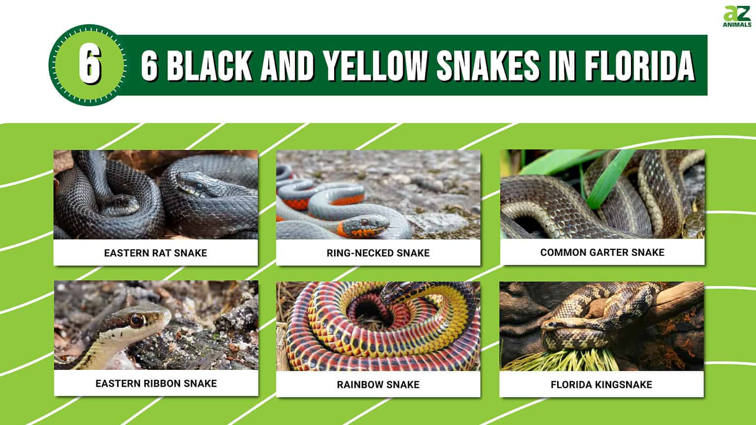 Black and Yellow Snakes in Florida - A-Z Animals