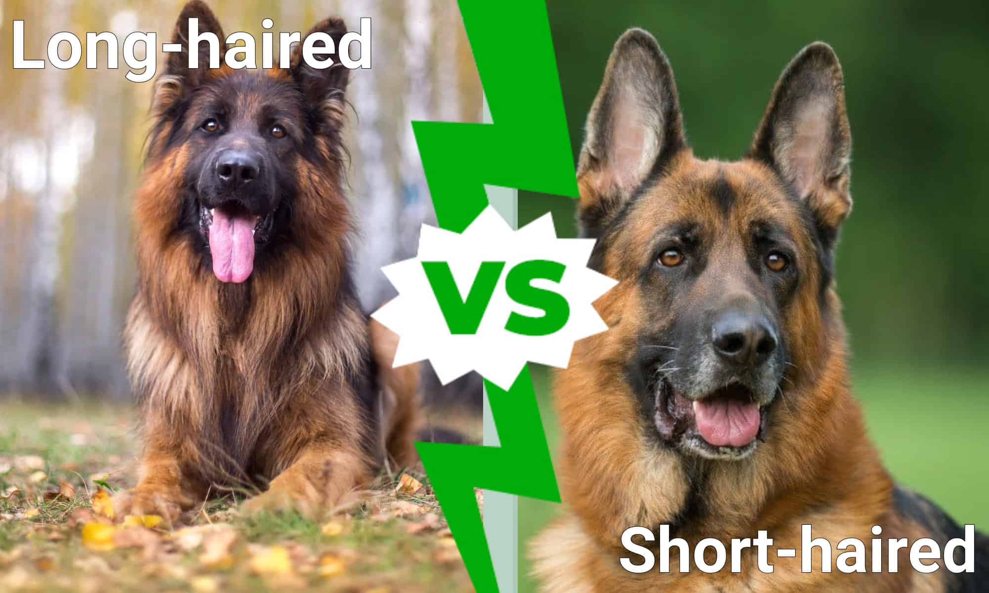 Long-Haired German Shepherd Vs. Short-Haired: 3 Differences Explained - Az  Animals