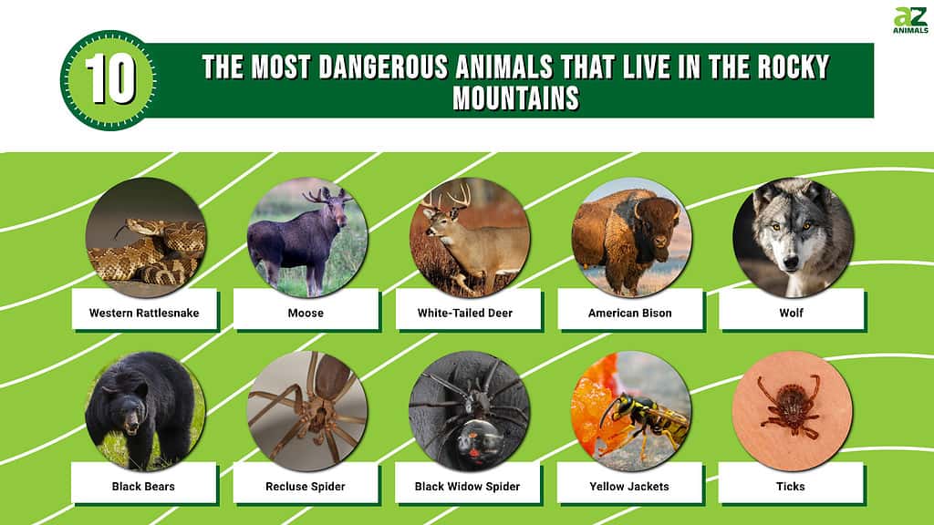 most dangerous animals chart