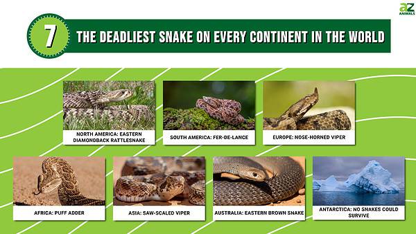 The Deadliest Snake on Every Continent in the World - A-Z Animals