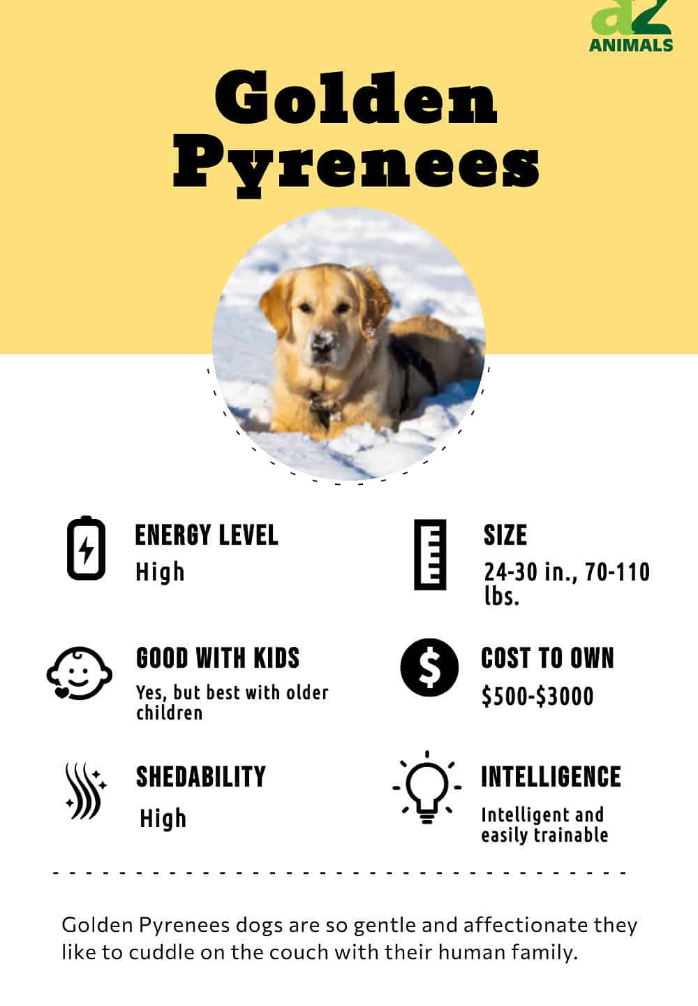 Pyrenees and store golden retriever mix