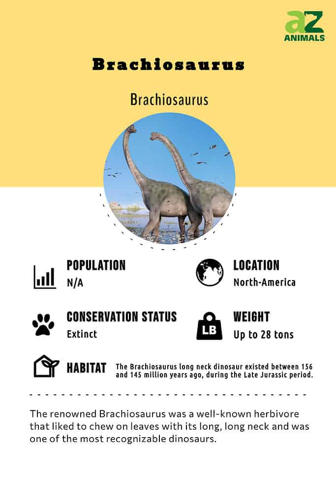 The renowned Brachiosaurus was a well-known herbivore that liked to chew on leaves with its long, long neck and was one of the most recognizable dinosaurs.