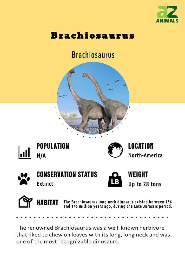 Brachiosaurus Animal Facts Brachiosaurus A Z Animals Brachiosaurus Animal Facts Brachiosaurus A Z Animals