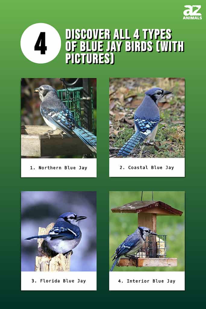Discover All 4 Types of Blue Jay Birds (With Pictures) infographic