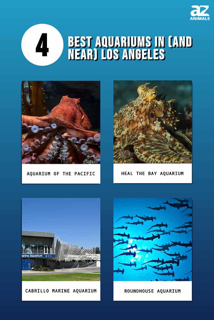 Infographic showing the four best aquariums in/near Los Angeles.