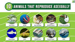 10 Fascinating Animals That Reproduce Asexually - A-Z Animals