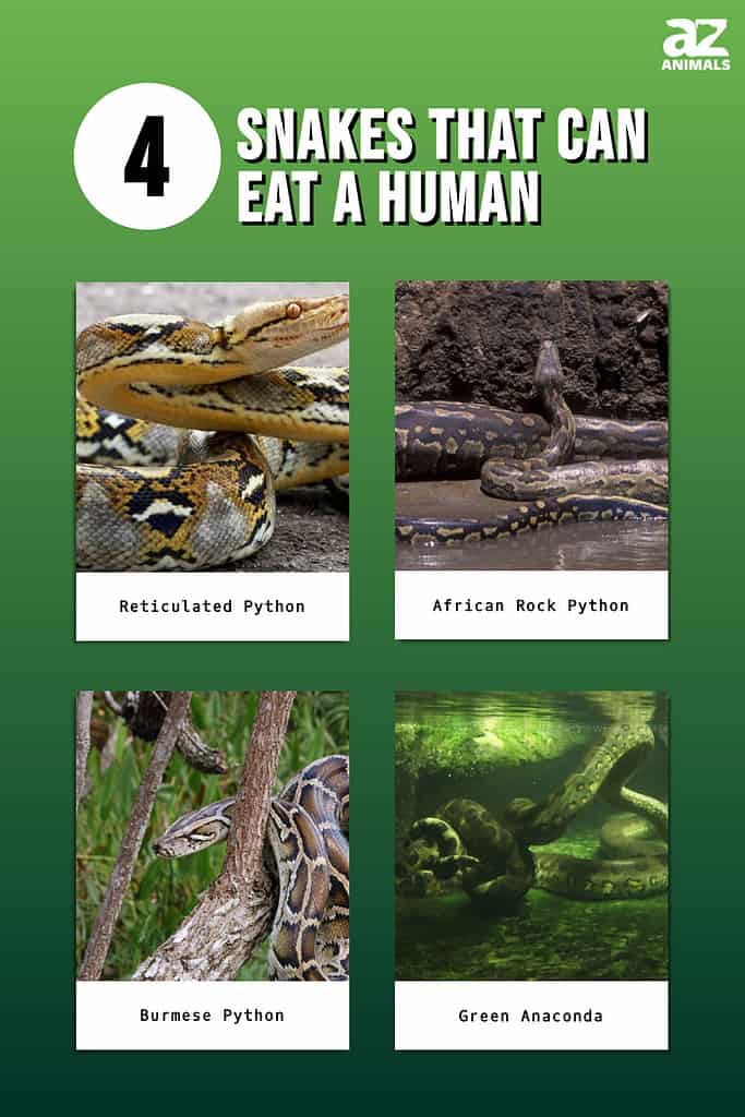 Infographic showing four snakes that can eat a human.