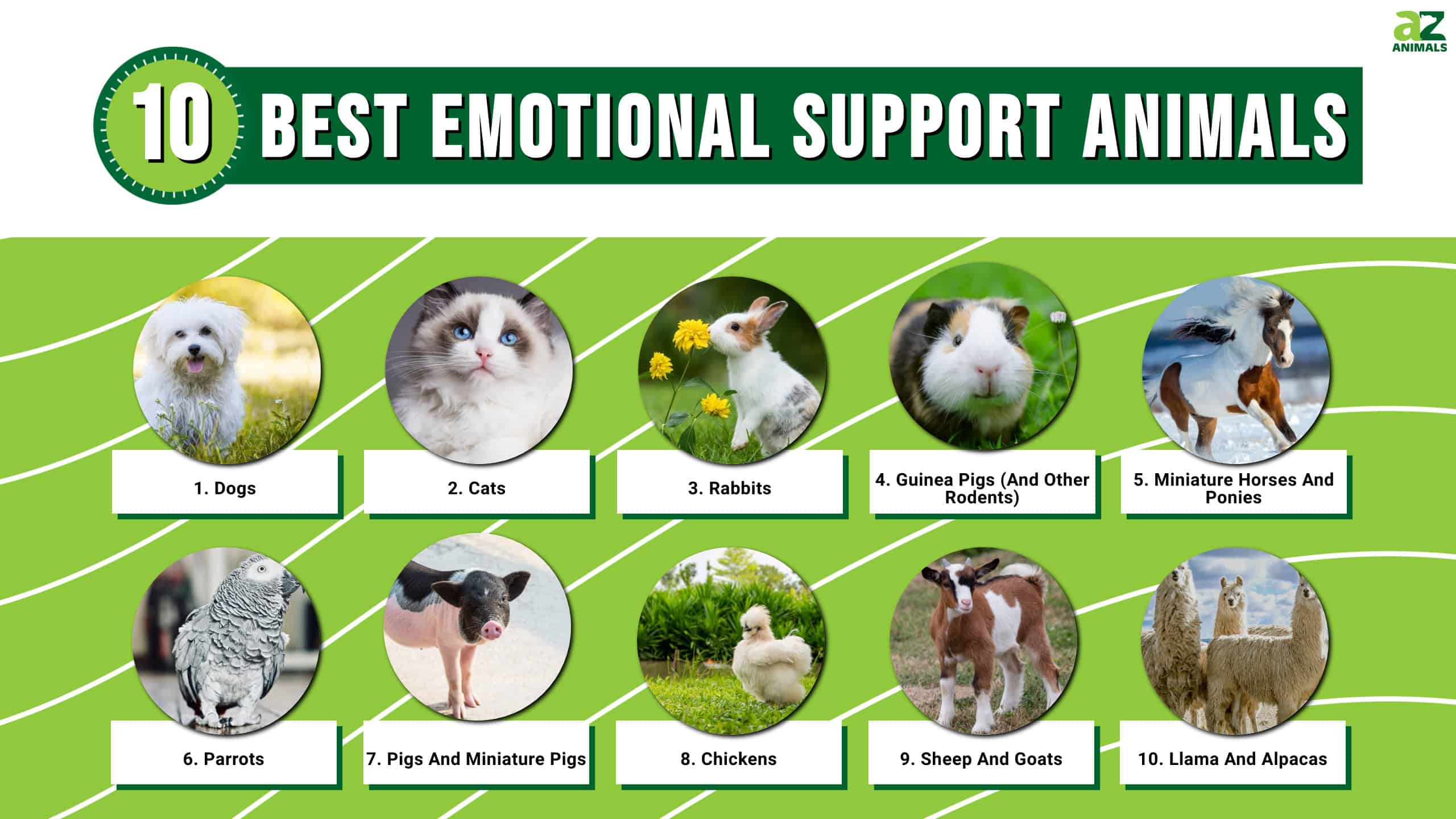 The 10 Best Emotional Support Animals - AZ Animals