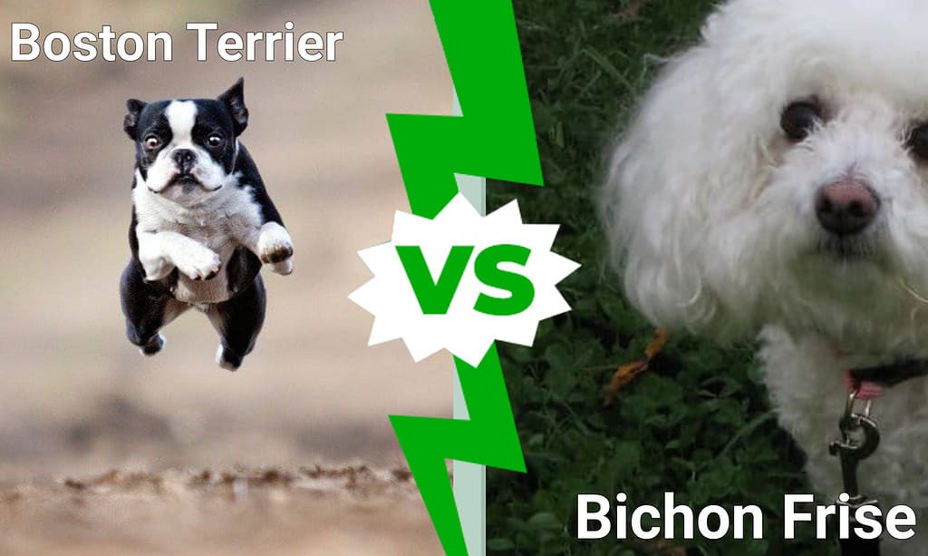 Boston Terrier vs Bichon Frise