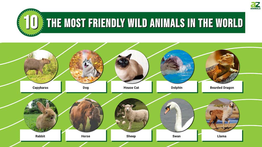 The 10 Most Friendly (Best) Wild Animals In The World - Az Animals
