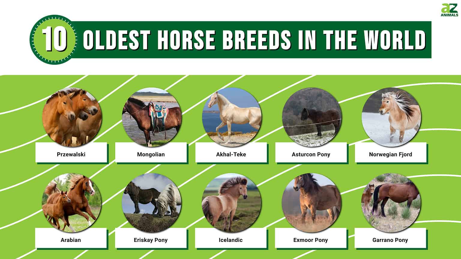 Discover the 10 Oldest Horse Breeds in the World AZ Animals