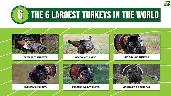 The 6 Largest Turkeys in the World - A-Z Animals