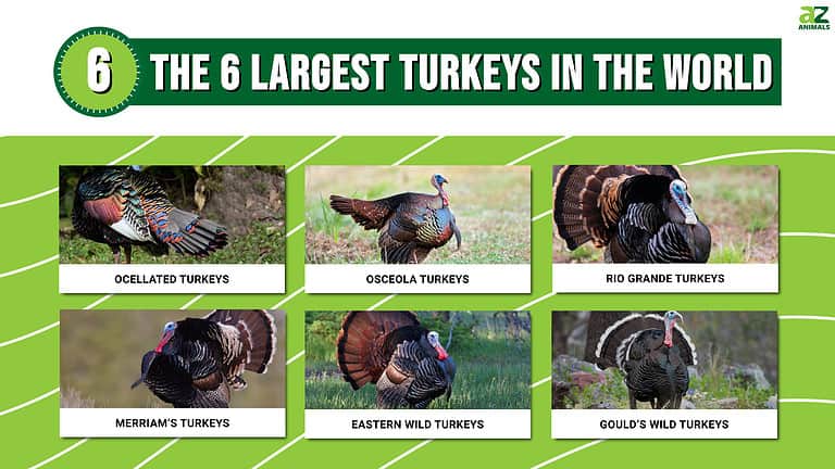 The 6 Largest Turkeys in the World - A-Z Animals