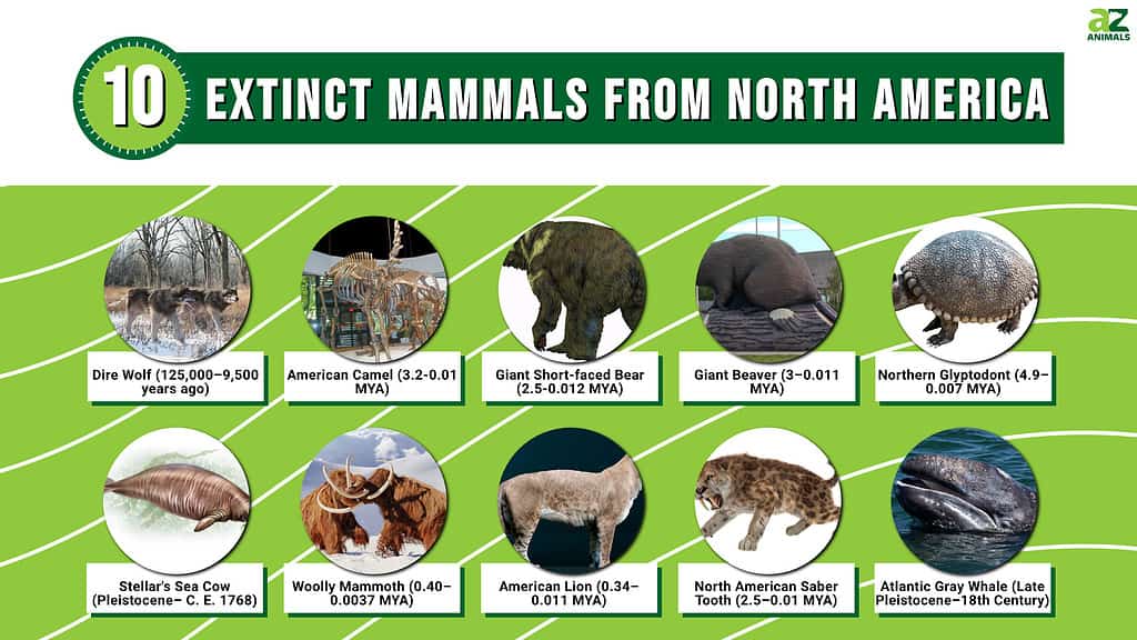 10 Extinct North American Mammals A Z Animals