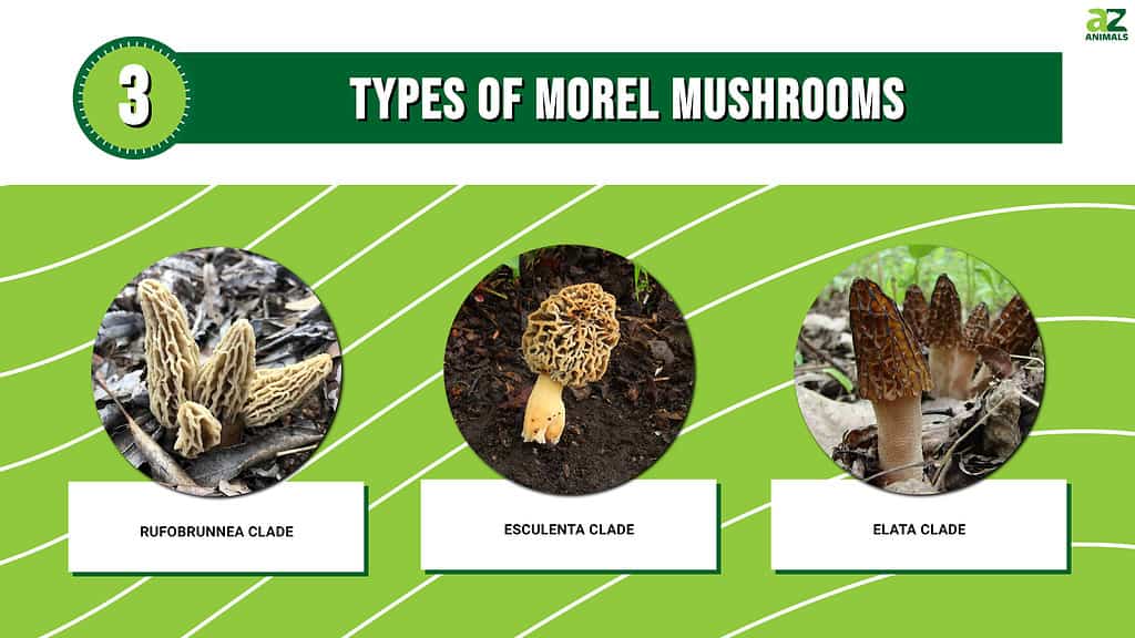 Infographic showing three types of morel mushrooms.