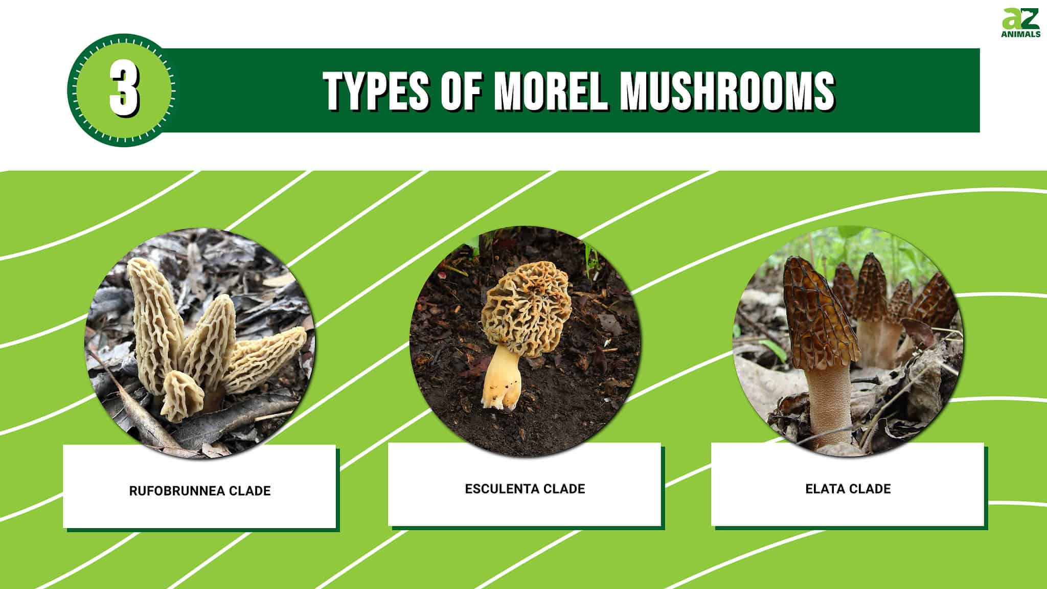 Types of Morel Mushrooms AZ Animals