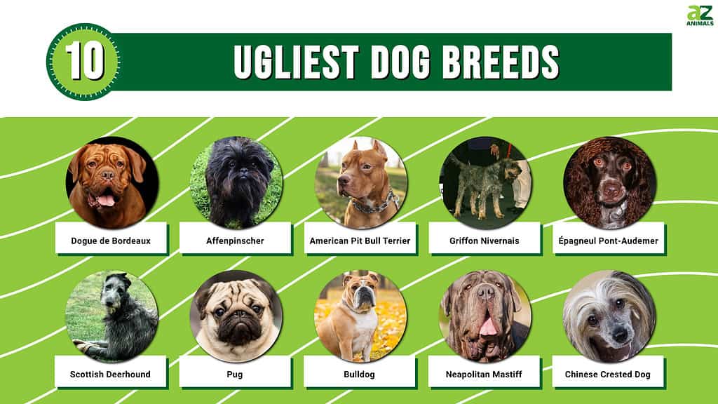 ugliest dog breed in the world