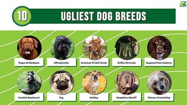 Top 10 Ugliest Dog Breeds - A-Z Animals