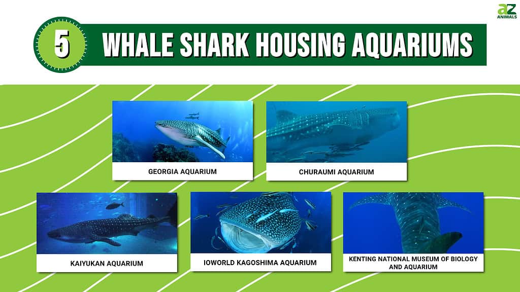 Infográfico dos vários aquários que abrigam tubarões -baleias