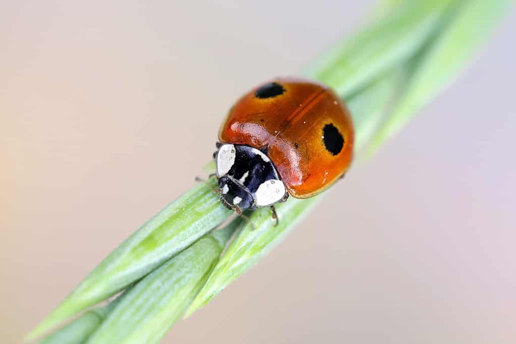 Two-spot ladybird