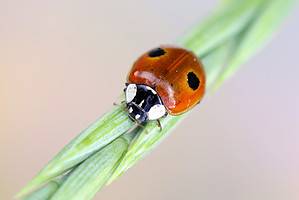 How to Get Rid of Ladybugs Inside Your Home Quickly Picture