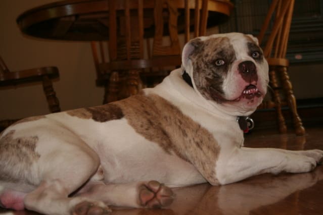 A brown and white Alapaha Blue Blood bulldog resting on the floor 