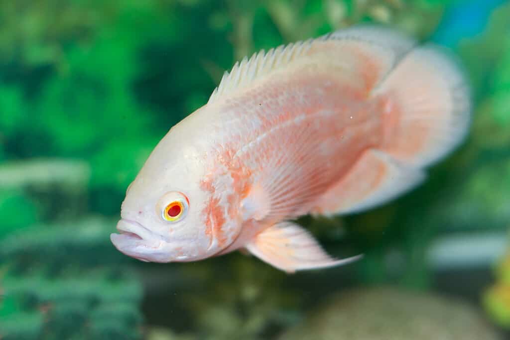 Albino Oscar fish