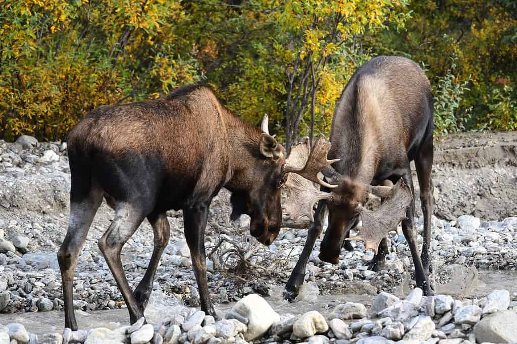 Alaska bull moose