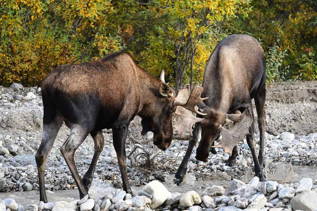 male and female moose