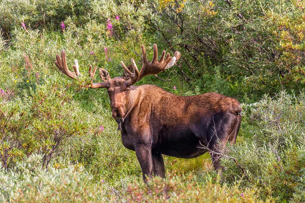 An Alaskan bull moose. 