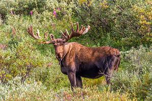 Discover Just How Fast a Moose Can Run: Top Speeds and 8 Interesting Facts! Picture