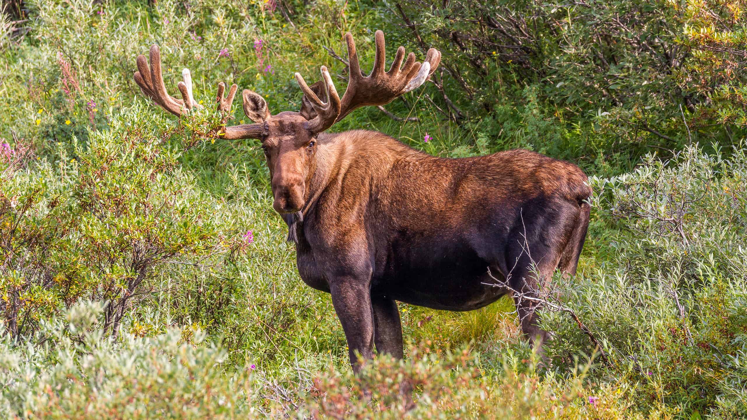 Alaska bull moose