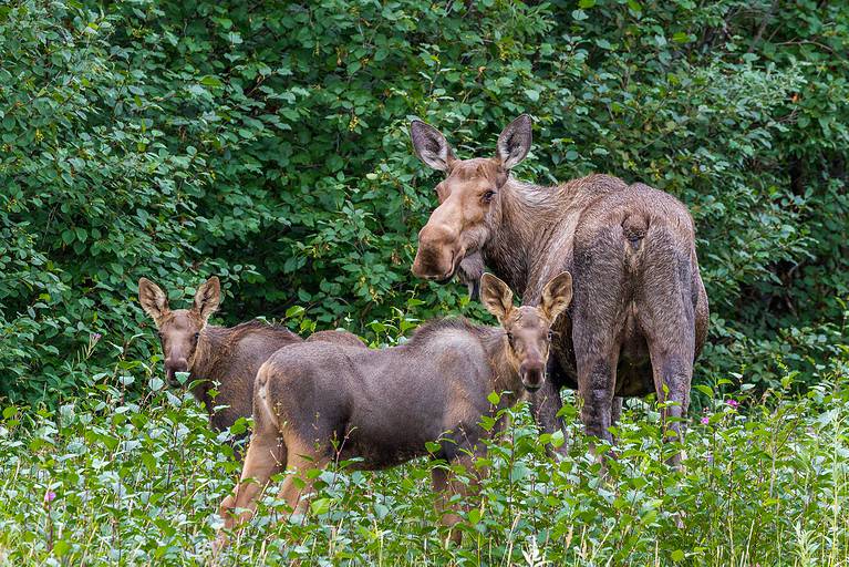 Alaskan Giant Moose